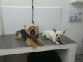 /album/fotogaleria-peluqueria-dog-grooming-herrenfriseur/img-20150724-wa0003-jpg/